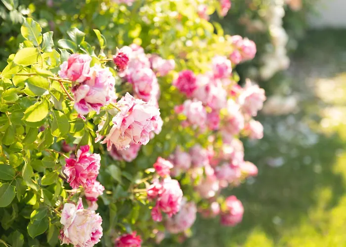 Bed & Breakfast D'hote Les Ondines Vinay (Marne)